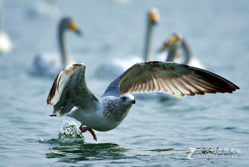 清湖闲客---海鸥