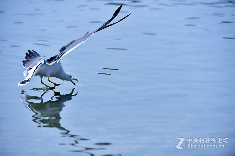 清湖闲客---海鸥