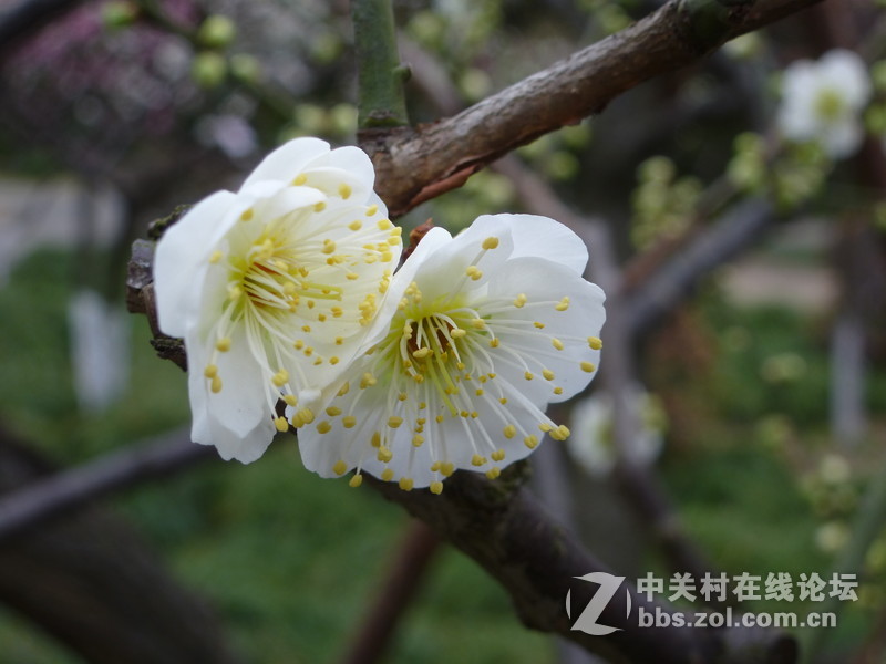 2015上海莘庄公园梅花展随拍