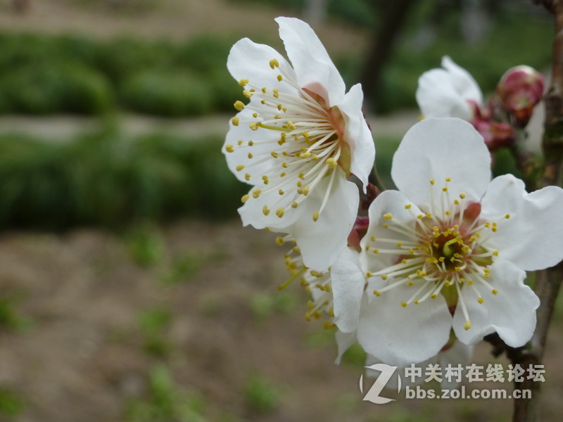 2015上海莘庄公园梅花展随拍