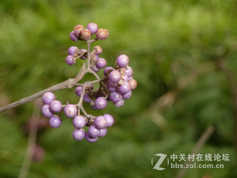 2015上海莘庄公园梅花展随拍