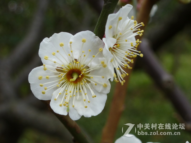 2015上海莘庄公园梅花展随拍