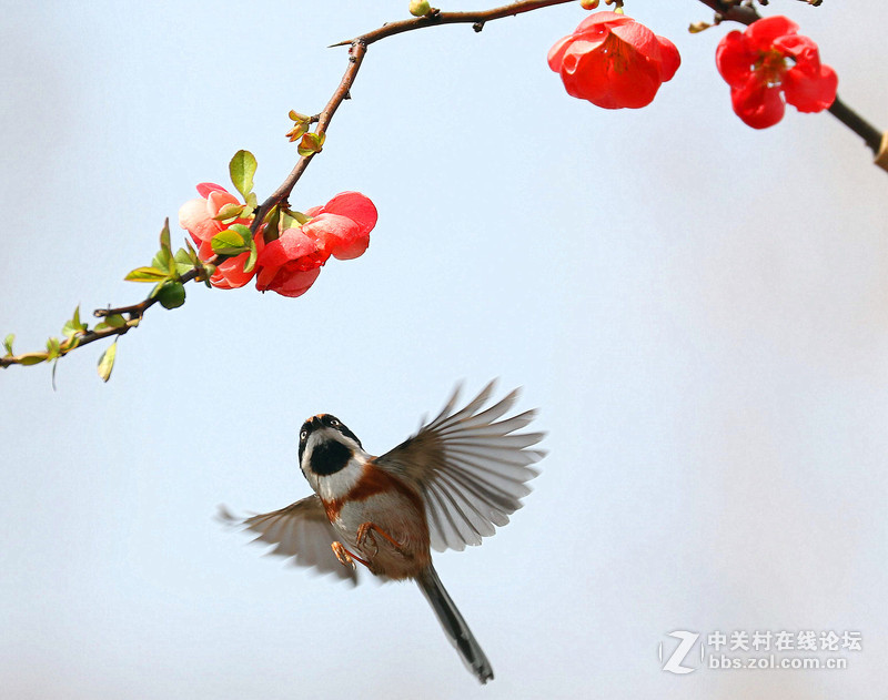海棠花下的小鸟