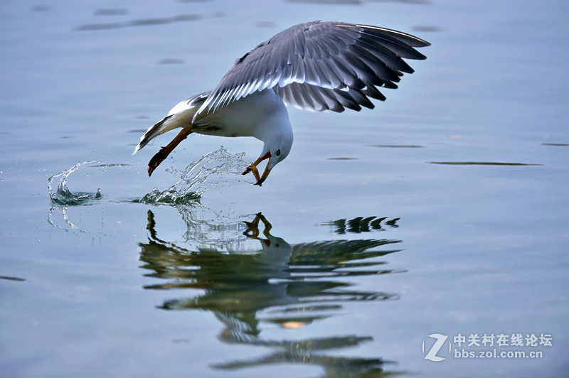 清湖闲客---海鸥