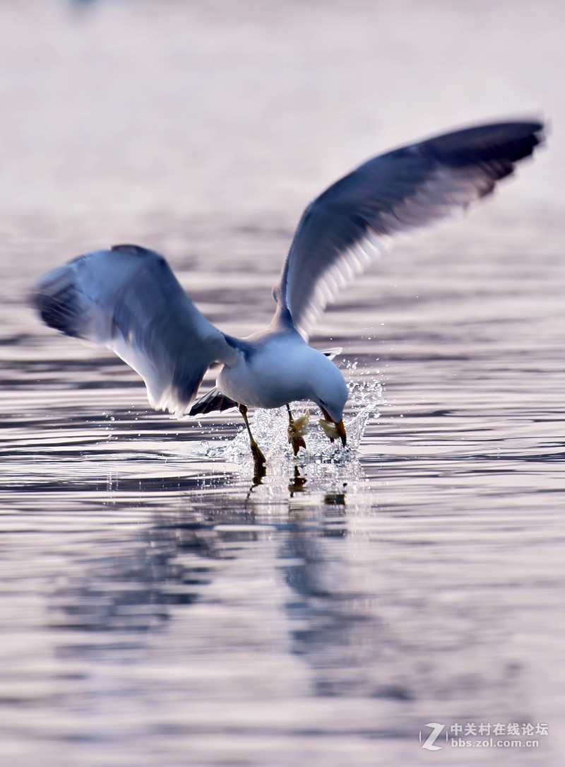 清湖闲客---海鸥