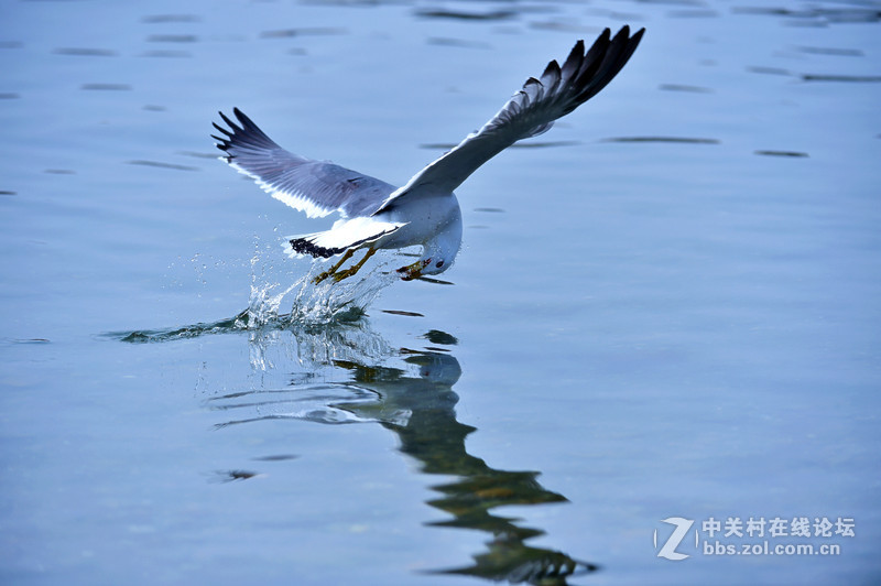 清湖闲客---海鸥