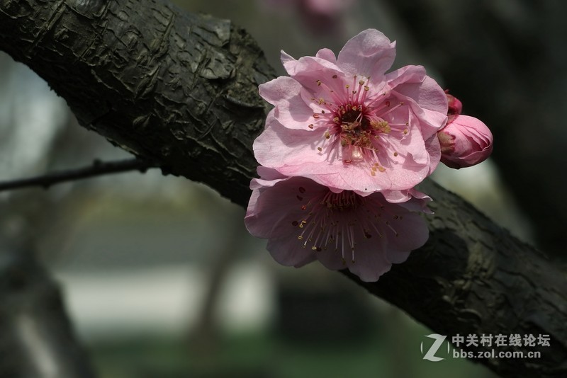 梅花?