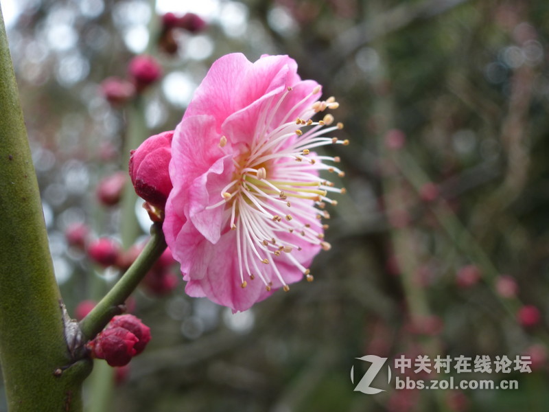 2015上海莘庄公园梅花展随拍