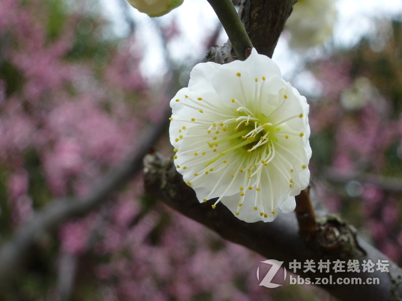 2015上海莘庄公园梅花展随拍