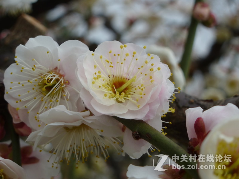 2015上海莘庄公园梅花展随拍