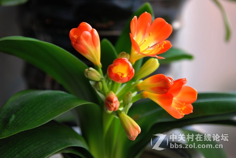 D60随拍一组君子兰