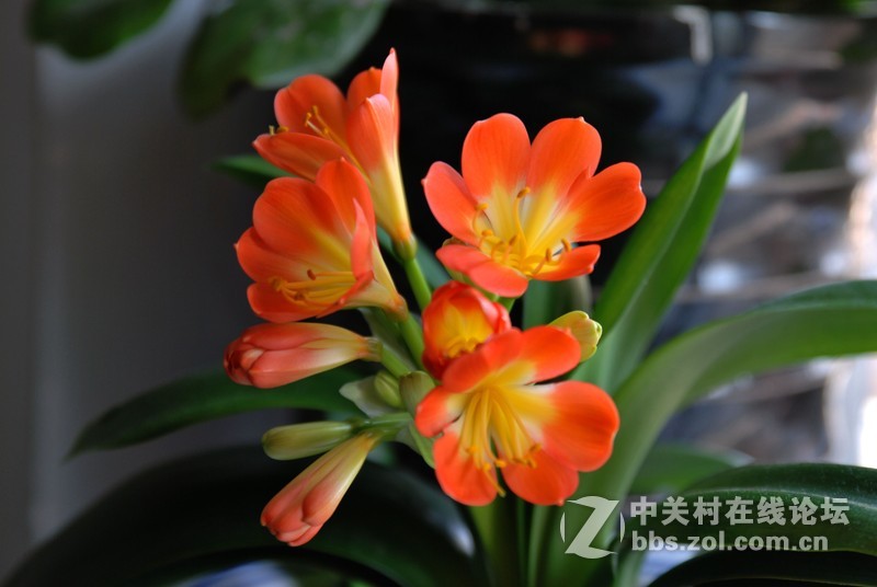 D60随拍一组君子兰