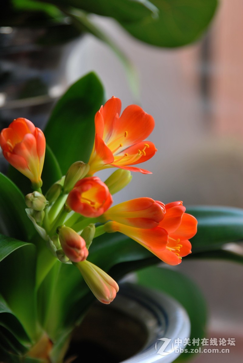 D60随拍一组君子兰