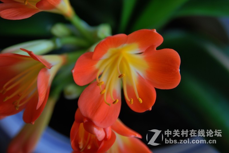 D60随拍一组君子兰