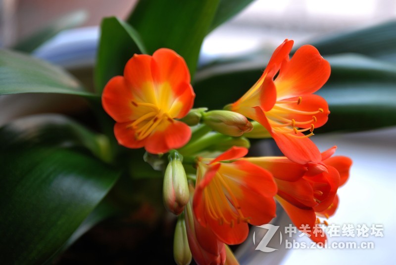 D60随拍一组君子兰