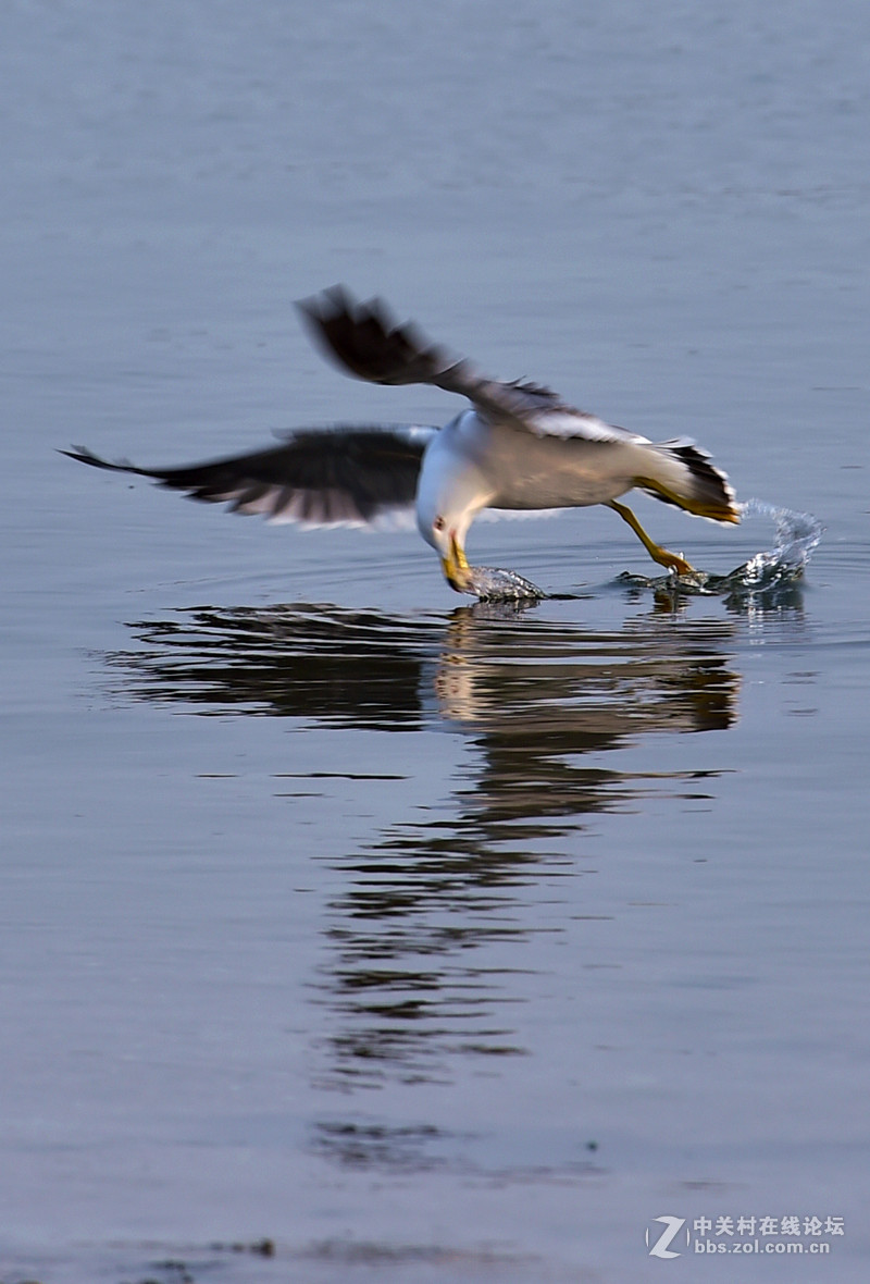 清湖闲客---海鸥