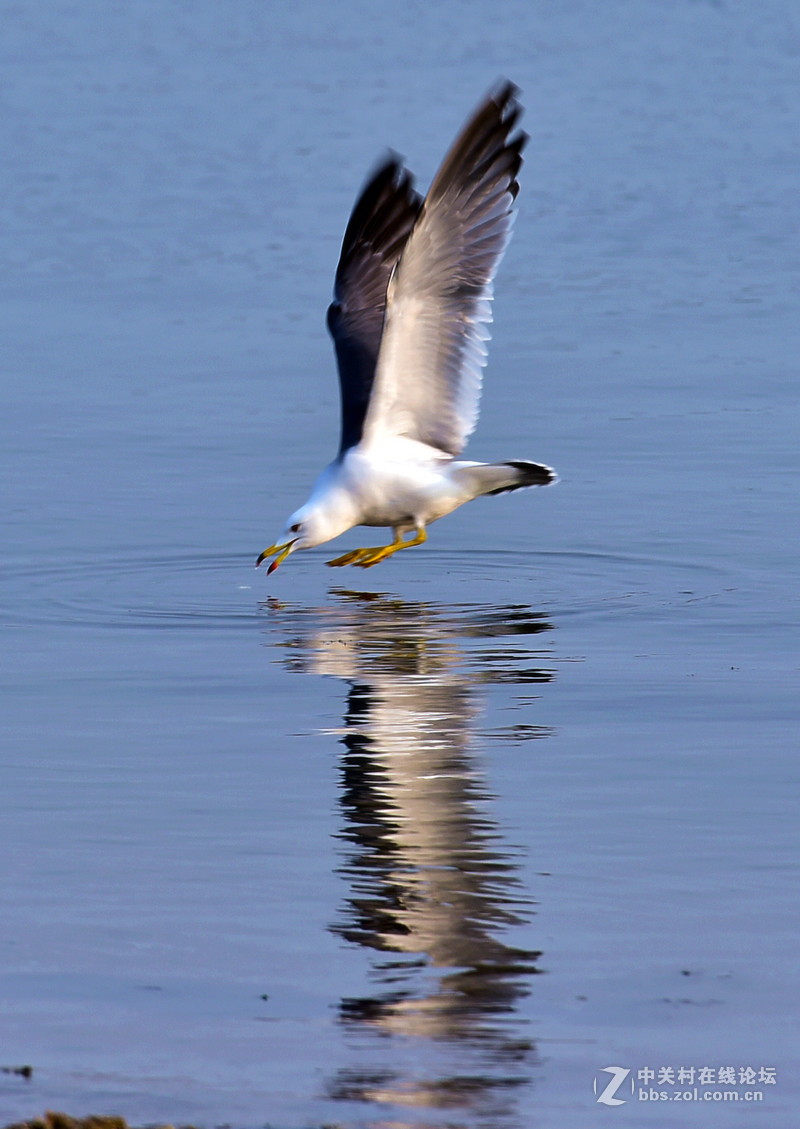 清湖闲客---海鸥
