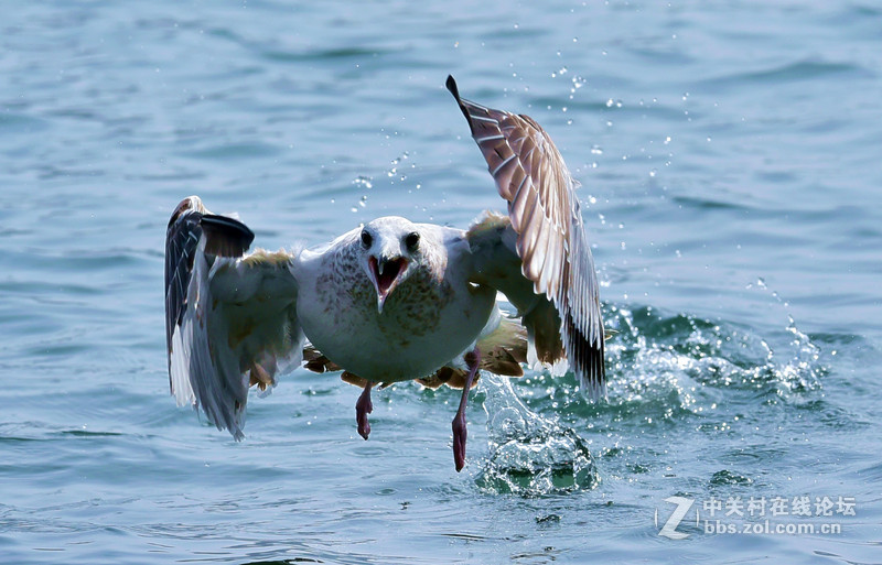 清湖闲客---海鸥
