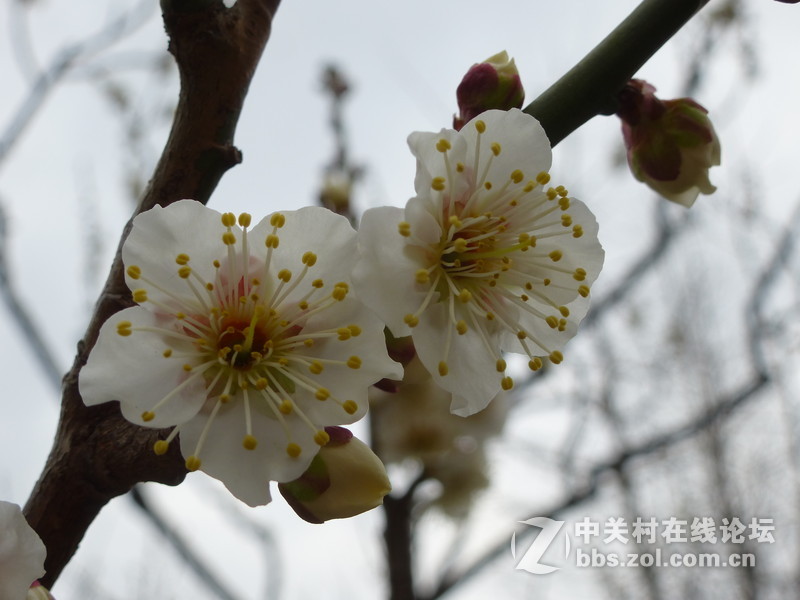 2015上海莘庄公园梅花展随拍