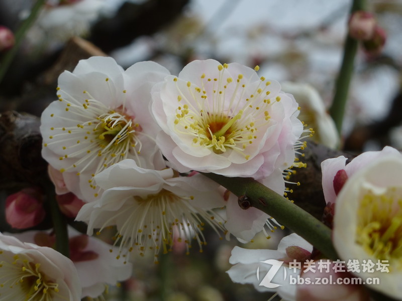 2015上海莘庄公园梅花展随拍