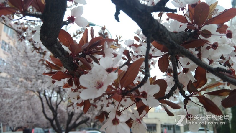 #大神F1极速版拍照#樱花开第三季