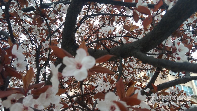 #大神F1极速版拍照#樱花开第三季