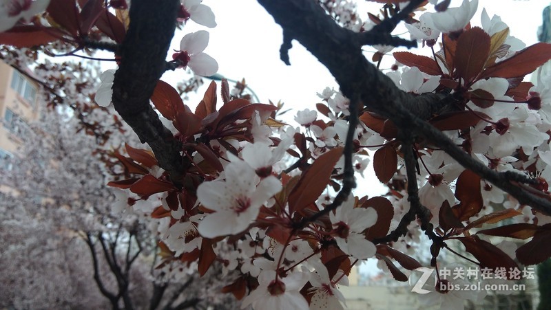 #大神F1极速版拍照#樱花开第三季