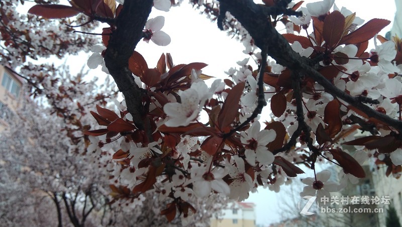 #大神F1极速版拍照#樱花开第三季