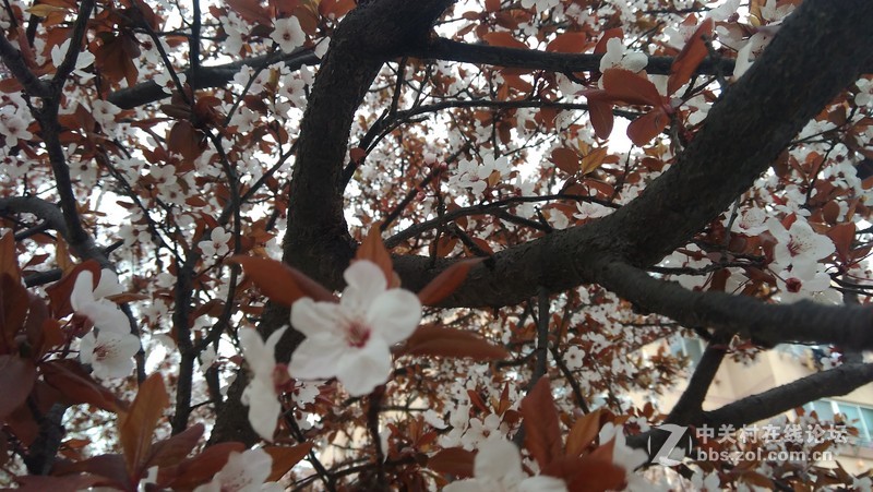 #大神F1极速版拍照#樱花开第三季