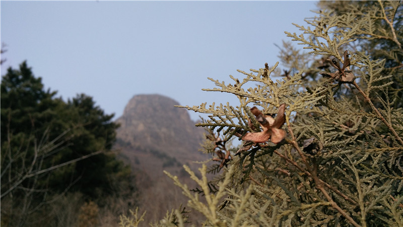 手握刀锋三个月，vivo x5max使用体验