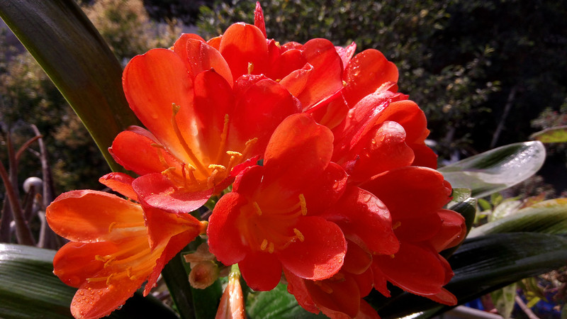 【ELIFE S7体验】 5.5mm超薄手机 ELIFE S7上手秀