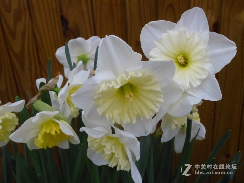 上海森林公园白玉兰水仙郁金香梅花齐放