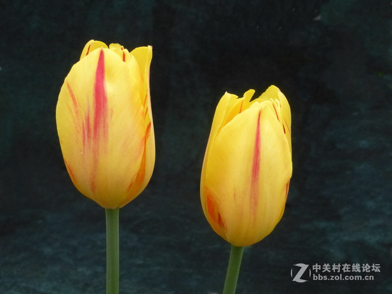 上海森林公园白玉兰水仙郁金香梅花齐放