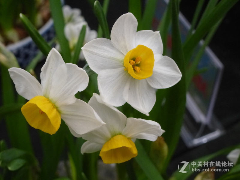 上海森林公园白玉兰水仙郁金香梅花齐放