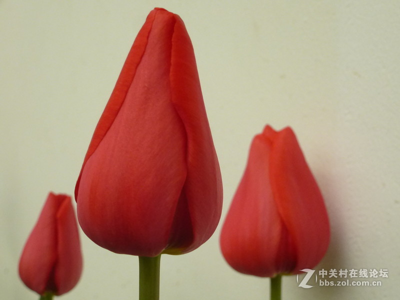 上海森林公园白玉兰水仙郁金香梅花齐放