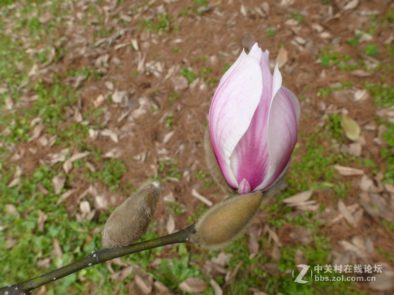 上海森林公园白玉兰水仙郁金香梅花齐放