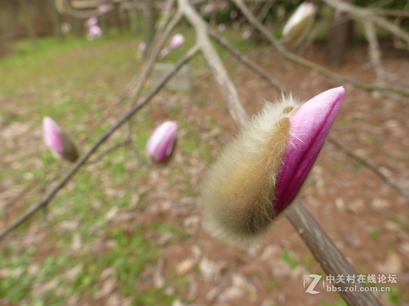 上海森林公园白玉兰水仙郁金香梅花齐放