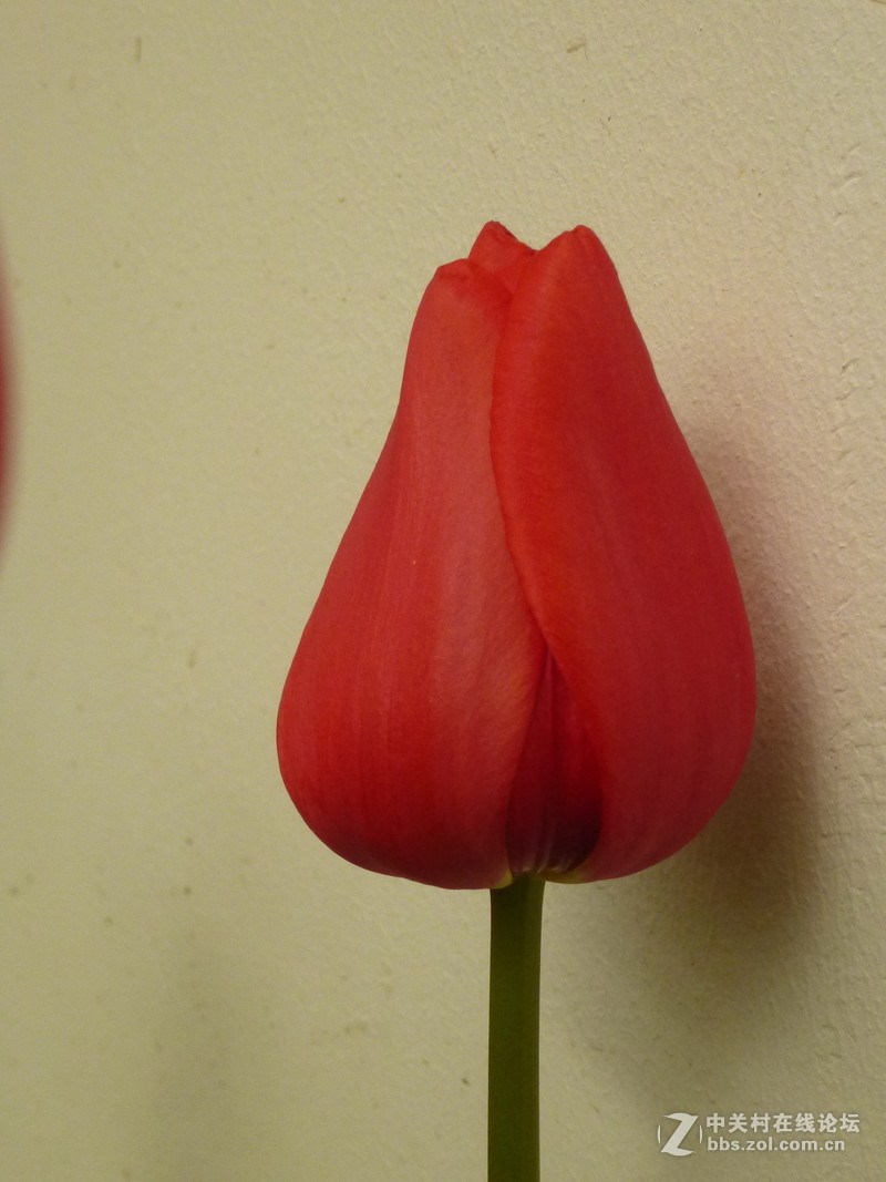 上海森林公园白玉兰水仙郁金香梅花齐放