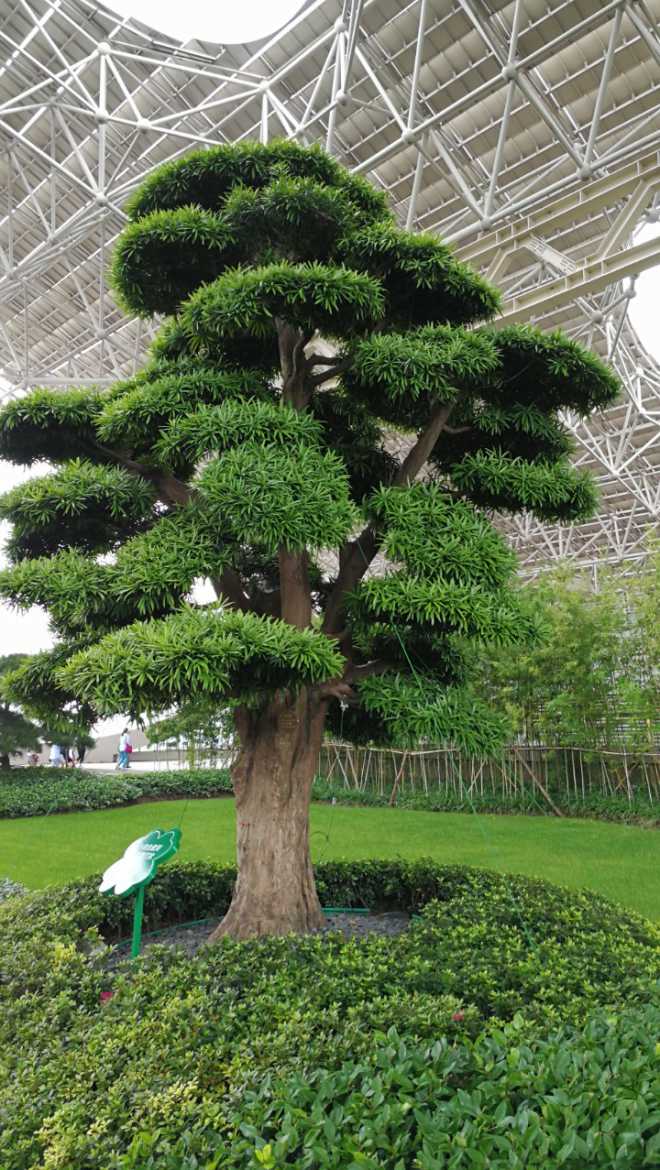 传说中800万的罗汉树