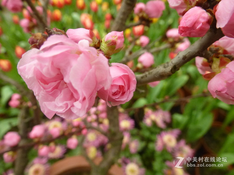 上海森林公园白玉兰水仙郁金香梅花齐放