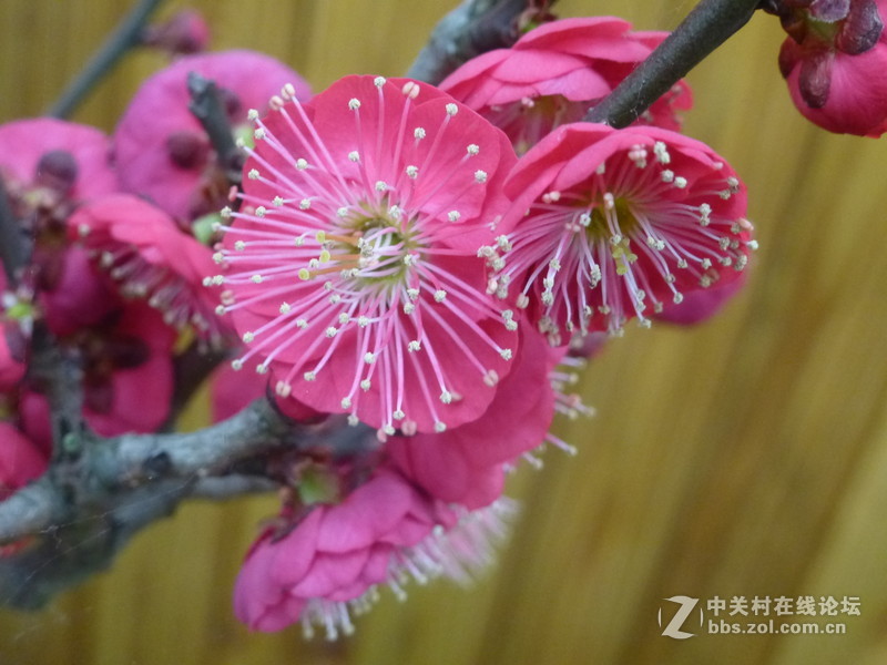 上海森林公园白玉兰水仙郁金香梅花齐放