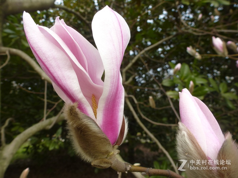 上海森林公园白玉兰水仙郁金香梅花齐放