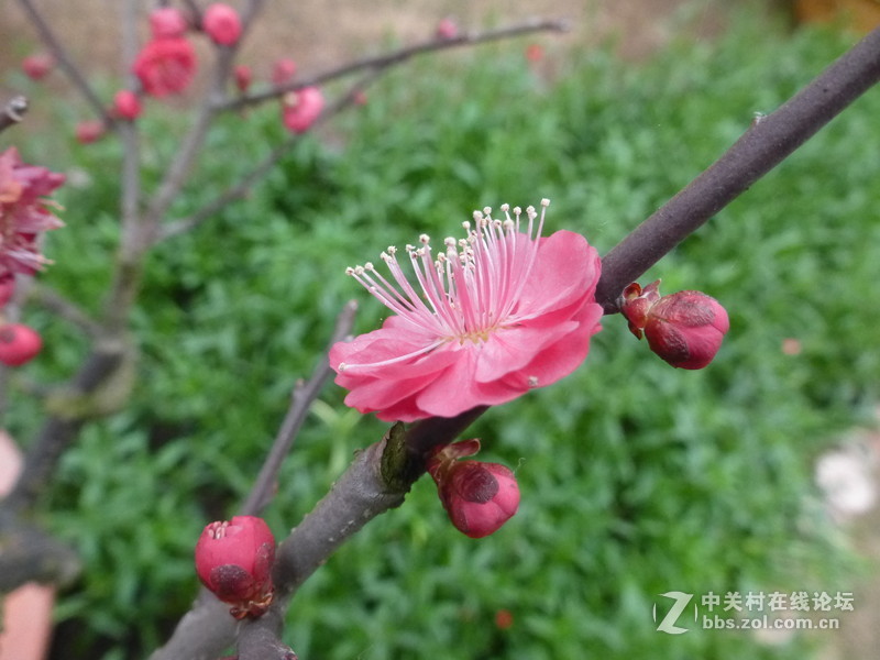 上海森林公园白玉兰水仙郁金香梅花齐放