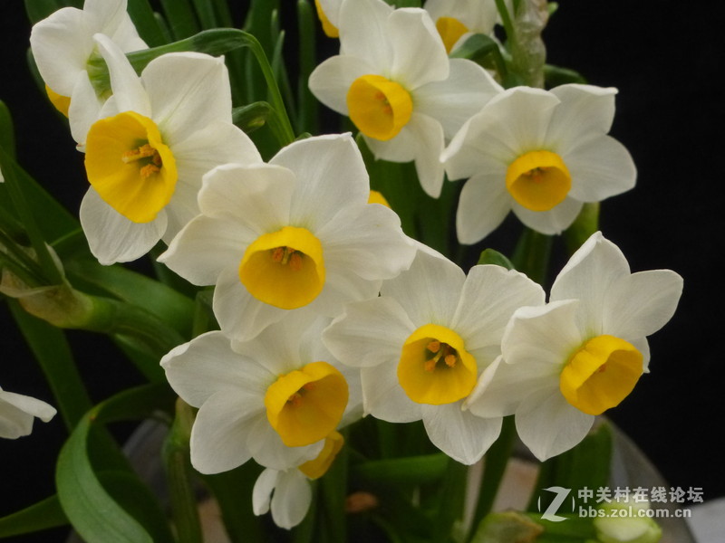 上海森林公园白玉兰水仙郁金香梅花齐放