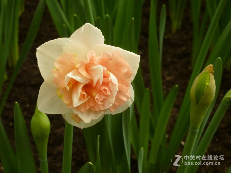 上海森林公园白玉兰水仙郁金香梅花齐放