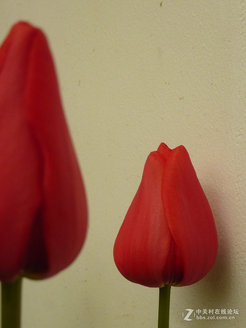 上海森林公园白玉兰水仙郁金香梅花齐放