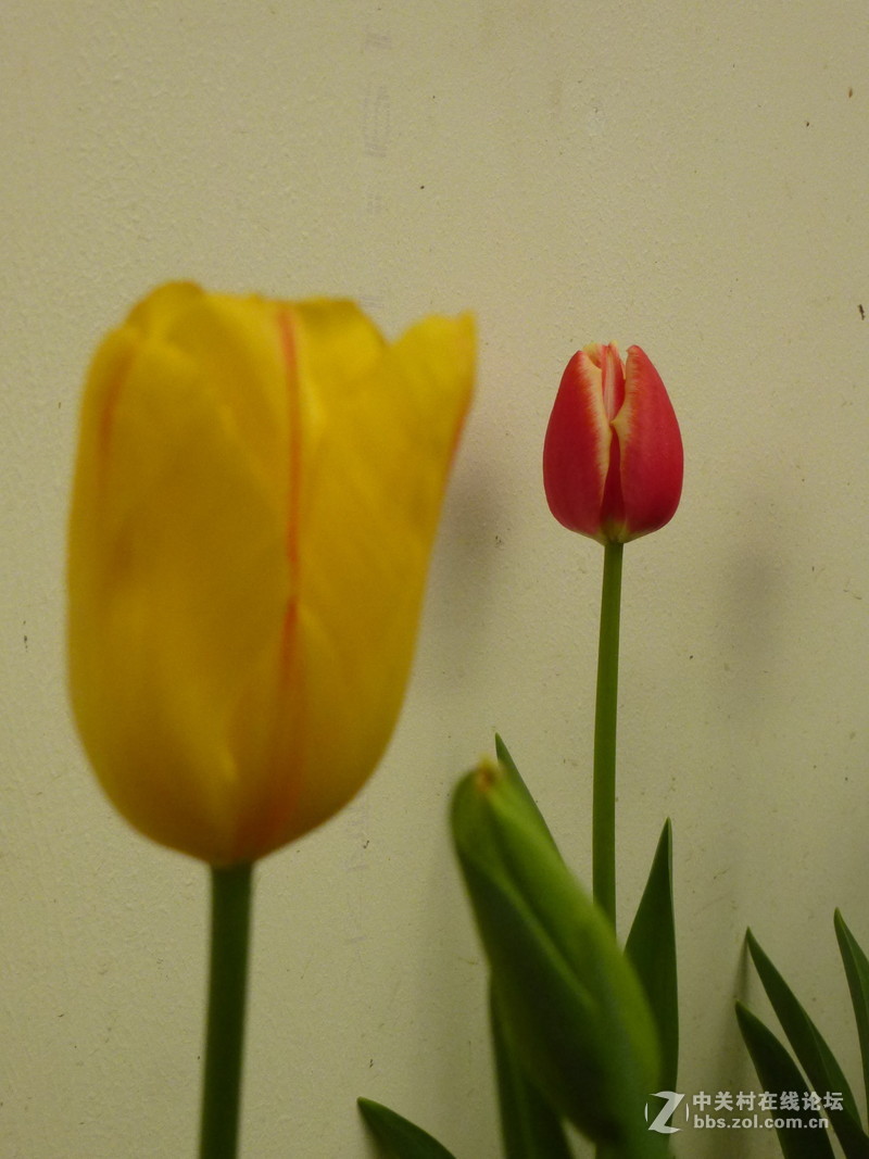 上海森林公园白玉兰水仙郁金香梅花齐放