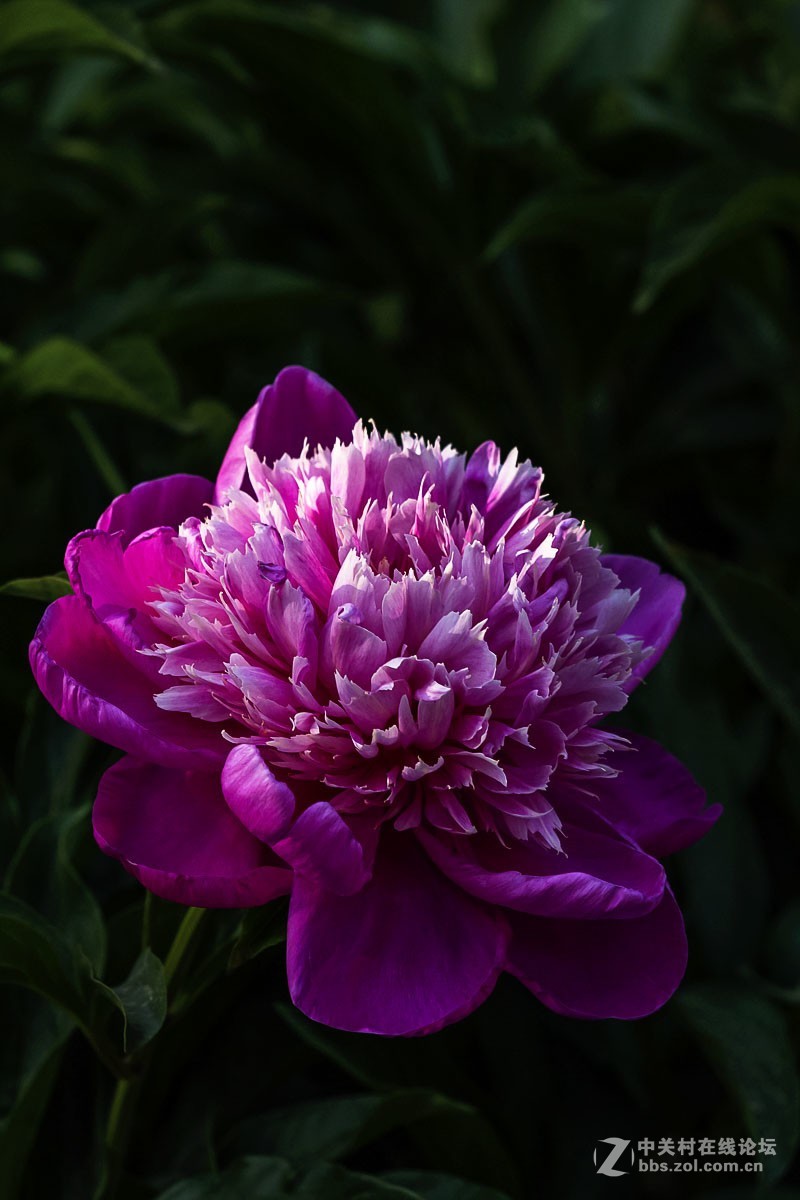 800_1200竖版 竖屏