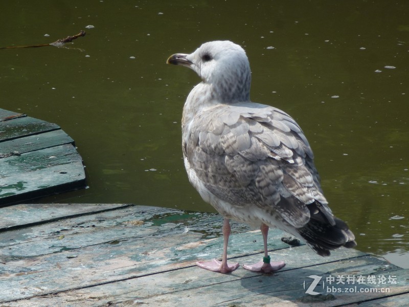 初次发贴，请大家多多关照~