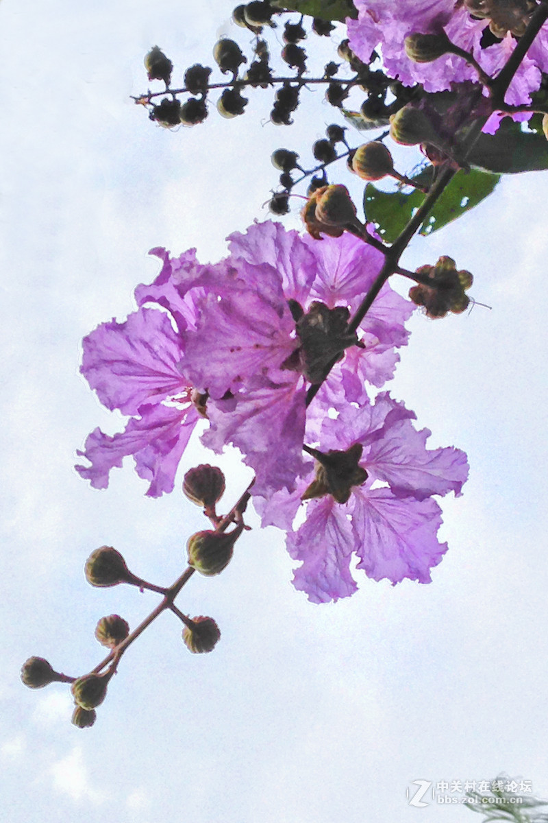大叶紫薇冠幅图片